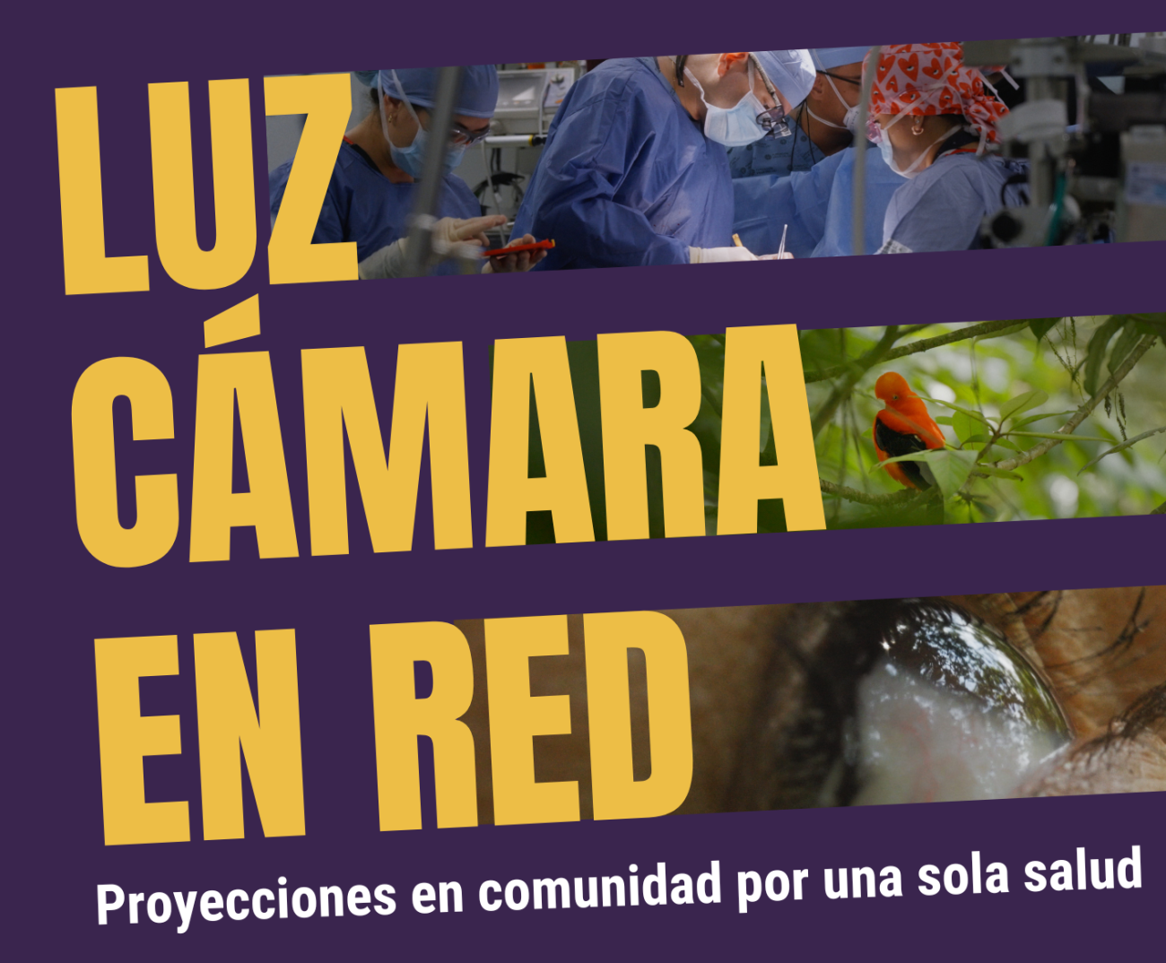 Luz, cámara, en red